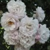 Rosier Grimpant Blush Noisette -Jardin Plantes Boutique 3914604645 75fd68907d o 20rosier blush noisette 771438 1