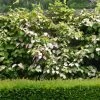 Actinidia Kolomikta Adam - Kiwi D'ornement Mâle 2 Actinidia Kolomikta Adam - Kiwi D'ornement Mâle -Jardin Plantes Boutique Actinidia kolomikta Adam 88515 1