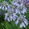 Agapanthe Celebration - Agapanthus -Jardin Plantes Boutique Agapanthus Celebration 15046 1