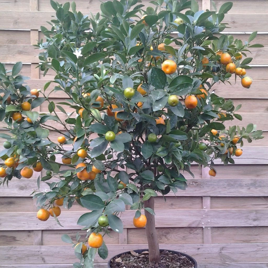 Calamondin - Citrus Madurensis (mitis) 3 Calamondin - Citrus Madurensis (mitis)
