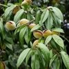 Amandier Nain Autofertile Fruit Me Almond Me - Prunus Dulcis 2 Amandier Nain Autofertile Fruit Me Almond Me - Prunus Dulcis -Jardin Plantes Boutique Amandier nain autofertile Fruit me Almond me Prunus dulcis copyright 16221 1