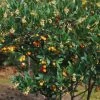 Arbutus Unedo Atlantic - Arbousier -Jardin Plantes Boutique Arbutus unedo 82783 1