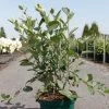 Aronia Melanocarpa Autumn Magic -Jardin Plantes Boutique Aronia melanocarpa Autumn Magic NOBLE 83947 1