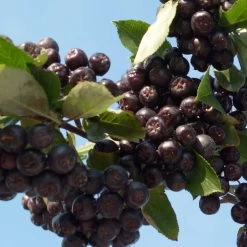 Aronia Prunifolia Nero - Aronie à Gros Fruits.