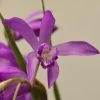 Bletilla Striata Soryu Blue Dragon - Orchidée Jacinthe Bleue 2 Bletilla Striata Soryu Blue Dragon - Orchidée Jacinthe Bleue -Jardin Plantes Boutique Bletilla striata Soryu V 5034 1