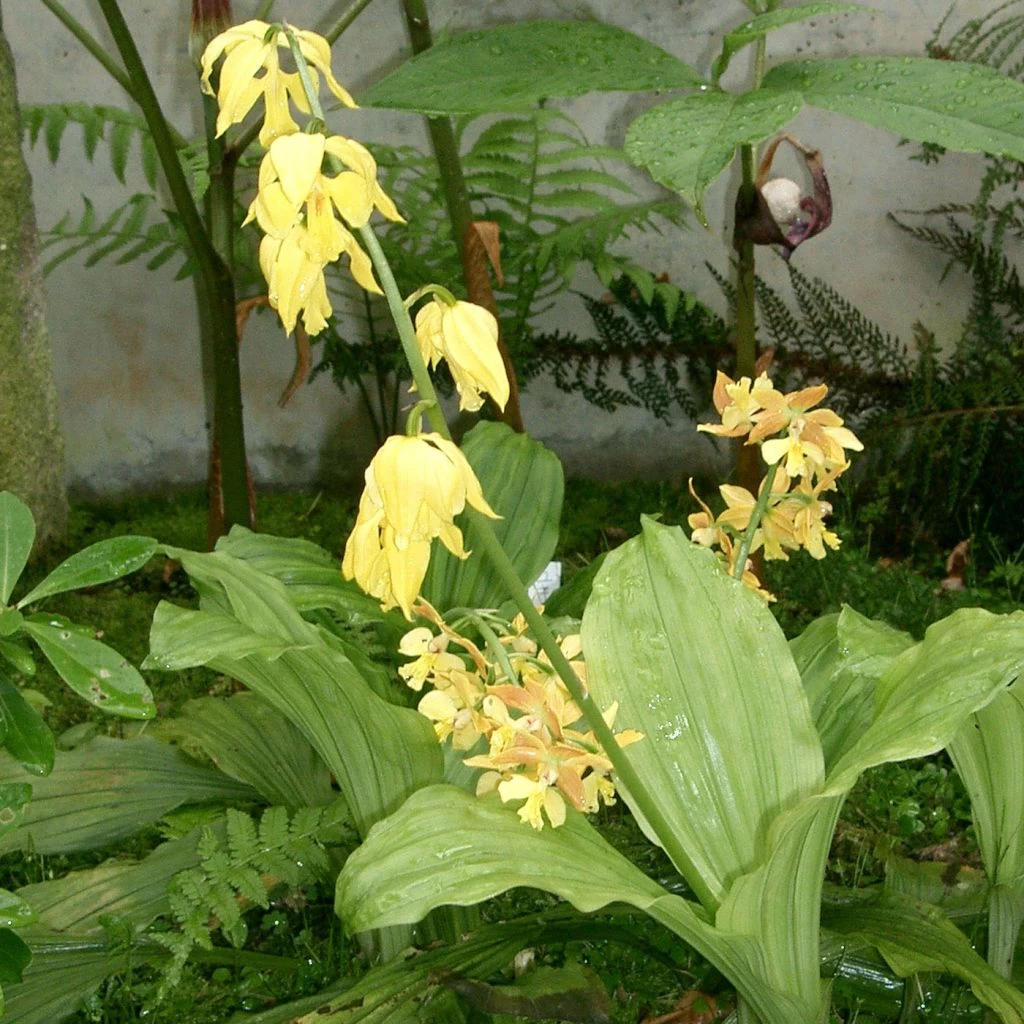 Calanthe Sieboldii - Orchidée De Jardin Jaune 2 Calanthe Sieboldii - Orchidée De Jardin Jaune