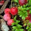 Canneberge Early Black - Vaccinium Macrocarpon - Cranberry 2 Canneberge Early Black - Vaccinium Macrocarpon - Cranberry -Jardin Plantes Boutique Canneberge Early Black 78040 1