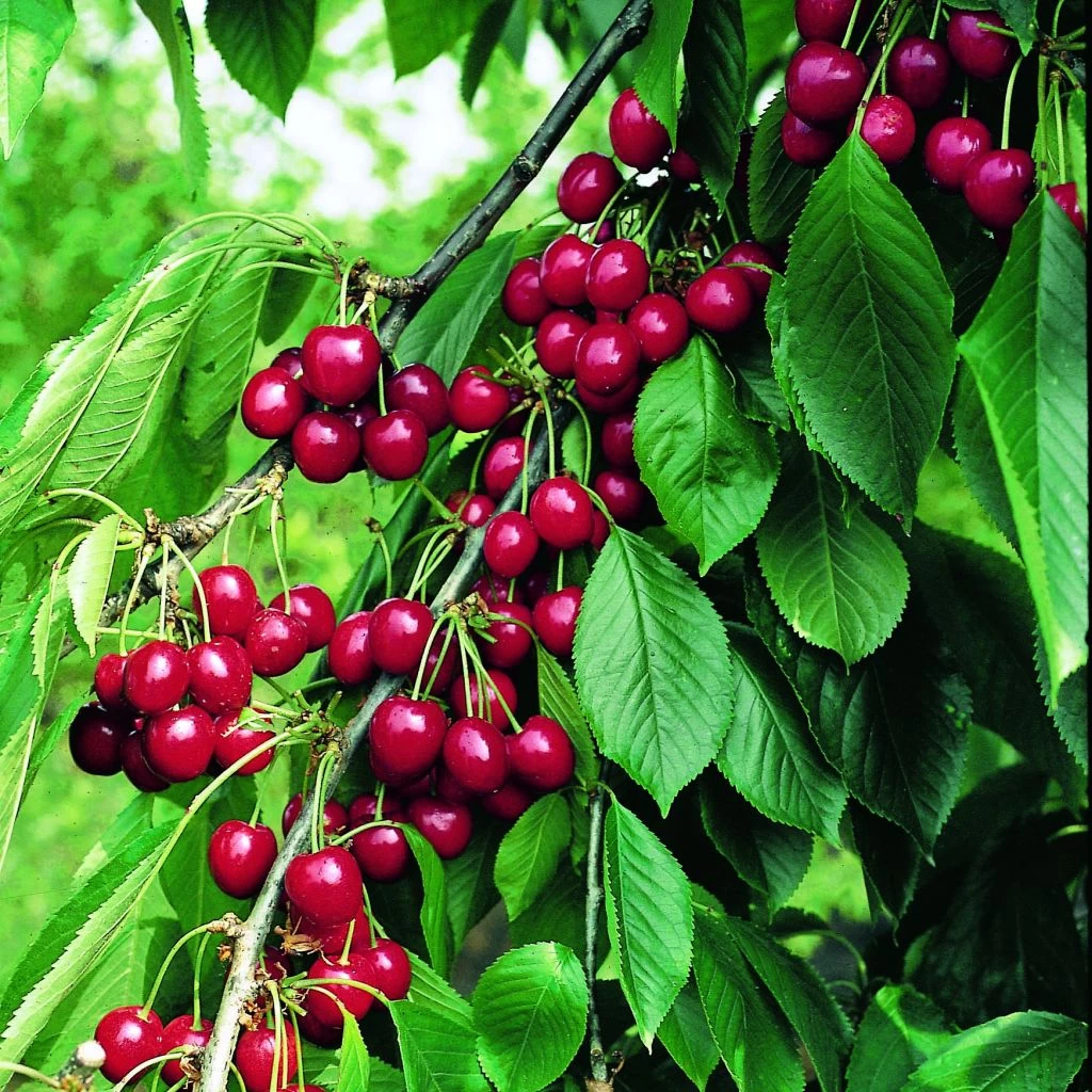 Cerisier Belle Magnifique - Georges Delbard 3 Cerisier Belle Magnifique - Georges Delbard