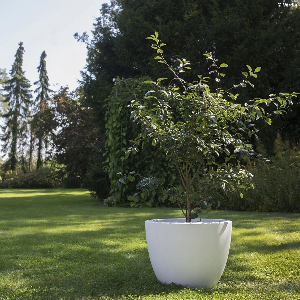 Cerisier Nain Cherry Baby 3 Cerisier Nain Cherry Baby