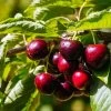 Cerisier Nain Fruit Me Cherry Me Lapins 1 Cerisier Nain Fruit Me Cherry Me Lapins -Jardin Plantes Boutique Cerisier nain Fruit me Cherry Me Lapins copyright 18646 1