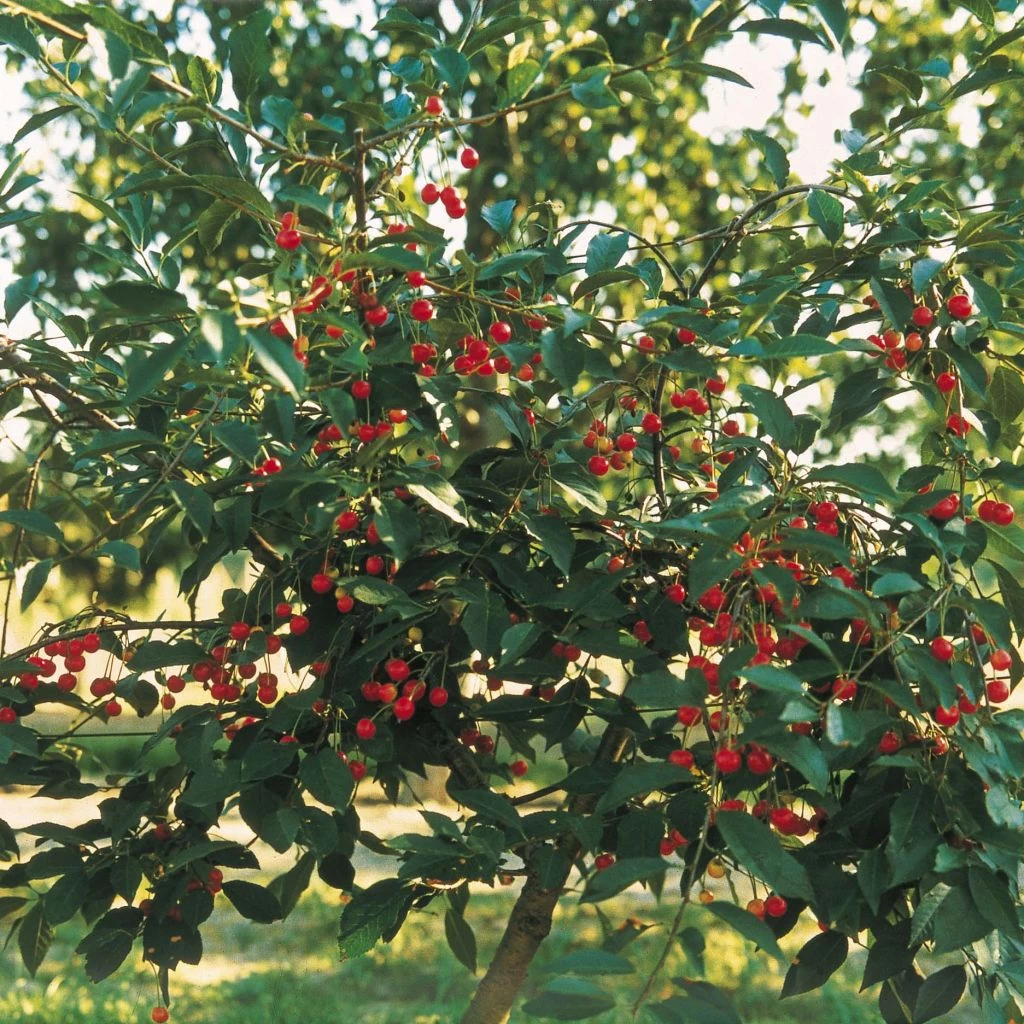 Cerisier Nain Griotella - Georges Delbard 3 Cerisier Nain Griotella - Georges Delbard