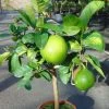 Pamplemousse (Pomelo) - Citrus (x) Paradisi -Jardin Plantes Boutique Citrus x paradisi 83410 1