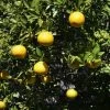 Citrus Ichangensis - Ichang Papeda -Jardin Plantes Boutique Citrus ichangensis 83267 1