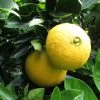 Oranger - Citrus Sinensis Washington Navel 2 Oranger - Citrus Sinensis Washington Navel -Jardin Plantes Boutique Citrus sinensis Washington Navel 85032 1