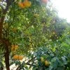 Mandarinier Satsuma - Citrus Unshiu -Jardin Plantes Boutique Citrus unshiu 83371 1