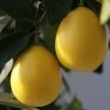 Limequat - Citrus X Floridana 2 Limequat - Citrus X Floridana -Jardin Plantes Boutique Citrus x floridana 87045 1 1