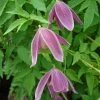 Clématite - Clematis Alpina Ruby -Jardin Plantes Boutique Clematis Alpina Ruby 67805 1