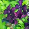 Clématite Viticella Dark Eyes -Jardin Plantes Boutique Clematis Dark Eyes 87848 1
