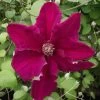 Clématite - Clematis Ernest Marckham -Jardin Plantes Boutique Clematis Ernest Marckham 681496 1