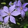 Clématite - Clematis Sugar Sweet (Scented Clem) -Jardin Plantes Boutique Clematis Scented Clem 83898 3