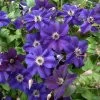 Clématite Italienne - Clematis Viticella Happy Birthday -Jardin Plantes Boutique Clematis viticella Happy Birthday IF 1011341 1