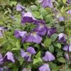Clématite Italienne - Clematis Viticella Little Bas -Jardin Plantes Boutique Clematis viticella Little Bas IF 1011351 1