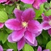 Clématite - Clematis Hania -Jardin Plantes Boutique Clematite Clematis Hania 87841 1
