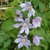 Clématite - Clematis Diversifolia River Star -Jardin Plantes Boutique Clematite Clematis diversifolia River Star IF 6814921 1