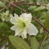 Clématite Montana Starlet White Perfume 1 Clématite Montana Starlet White Perfume -Jardin Plantes Boutique Clematite Clematis montana Starlet White Perfume copyright 18281 1
