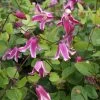 Clématite - Clematis Viticella Etoile Rose -Jardin Plantes Boutique Clematite Clematis viticella Etoile Rose IF 6814971 1