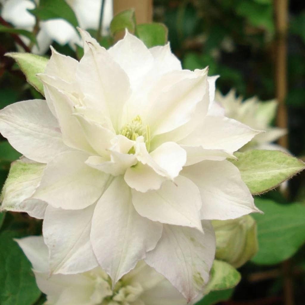 Clématite - Clematis Dancing Dorien® Zodado 3 Clématite - Clematis Dancing Dorien® Zodado