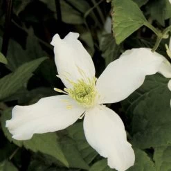 Clématite - Clematis Montana Wilsonii