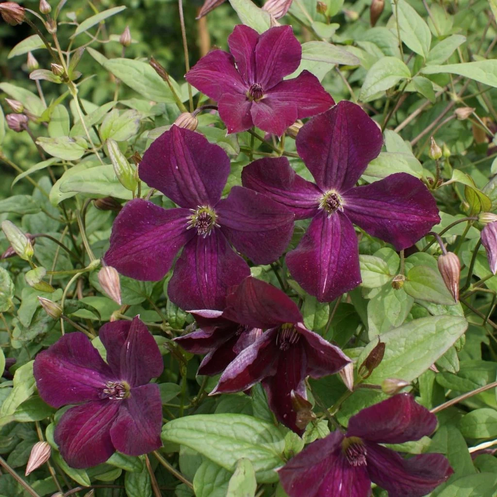Clématite - Clematis Viticella Royal Velours 3 Clématite - Clematis Viticella Royal Velours