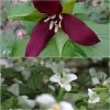Collection 2 Trilliums 2 Collection 2 Trilliums -Jardin Plantes Boutique Collection 2 Trilliums 85662 1