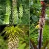 Collection 5 Eucomis -Jardin Plantes Boutique Collection 5 Eucomis 86085 1