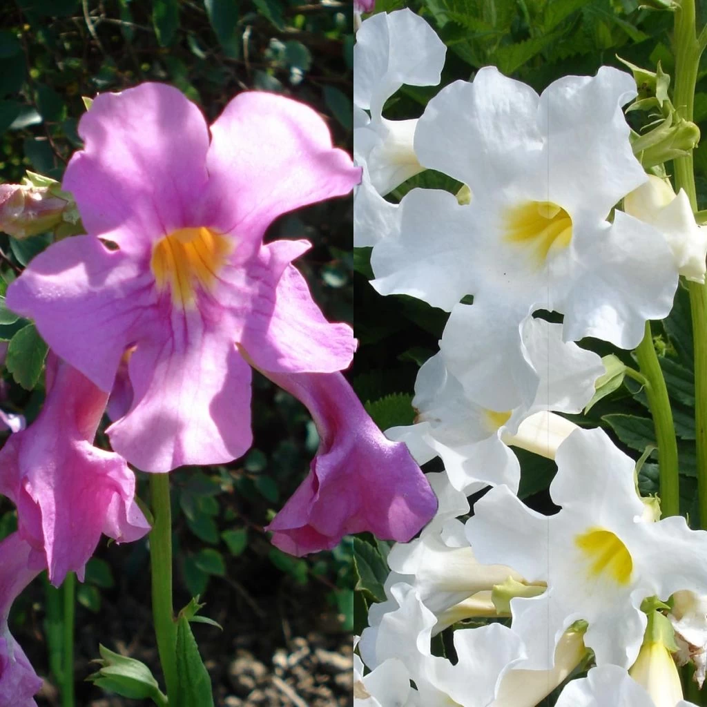 Collection Incarvilleas 3 Collection Incarvilleas