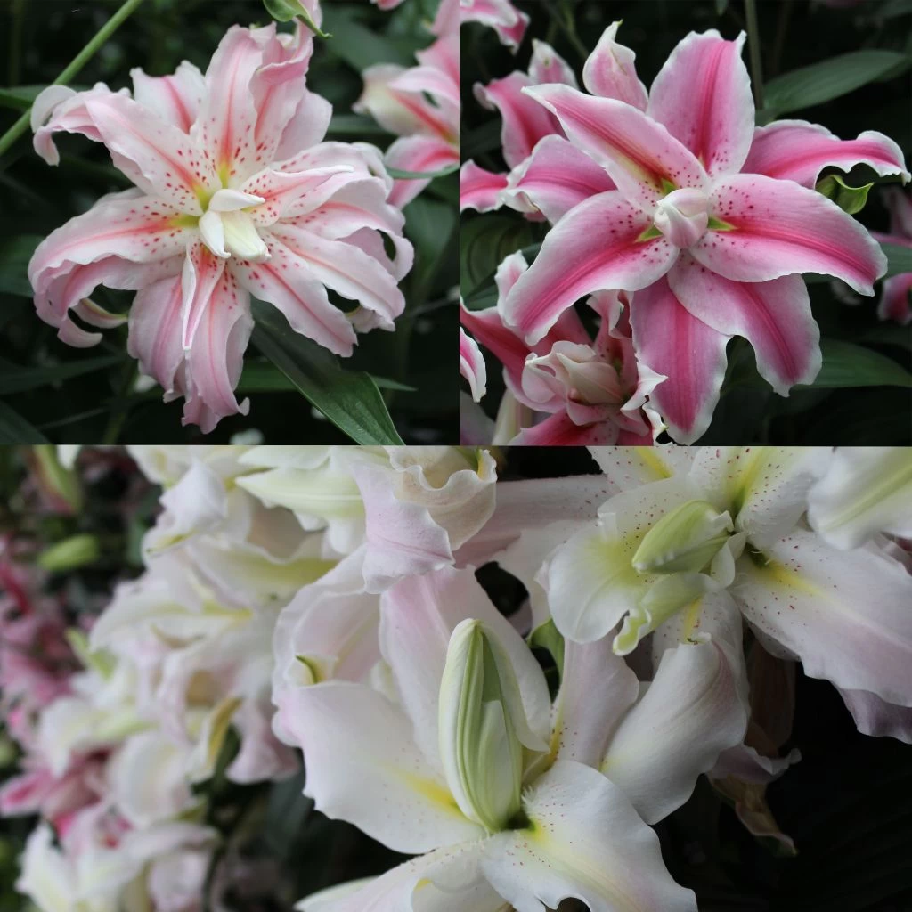 Collection Lis Doubles Parfumés 3 Collection Lis Doubles Parfumés