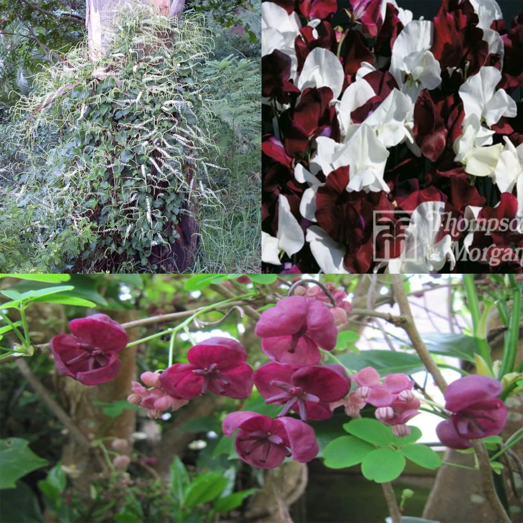 Collection De 3 Grimpantes Pour 6 Mois De Fleurs 3 Collection De 3 Grimpantes Pour 6 Mois De Fleurs