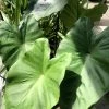 Colocasia Black Stem - Oreille D'Eléphant -Jardin Plantes Boutique Colocasia Black Stem copyright 838991 1