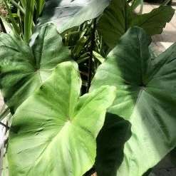 Colocasia Black Stem - Oreille D'Eléphant