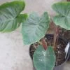 Colocasia Hawaiian Punch - Taro -Jardin Plantes Boutique Colocasia Hawaiian Punch 15053 1