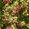 Crataegus Azarolus - Azérolier