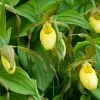 Cypripedium Kristi Lyn - Sabot De Vénus Hybride 1 Cypripedium Kristi Lyn - Sabot De Vénus Hybride -Jardin Plantes Boutique Cypripedium Kristi Lyn Sabot de Venus hybride copyright 173610 1