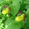 Cypripedium Calceolus - Sabot De Venus -Jardin Plantes Boutique Cypripedium calceolus ld urjsa 80044 1