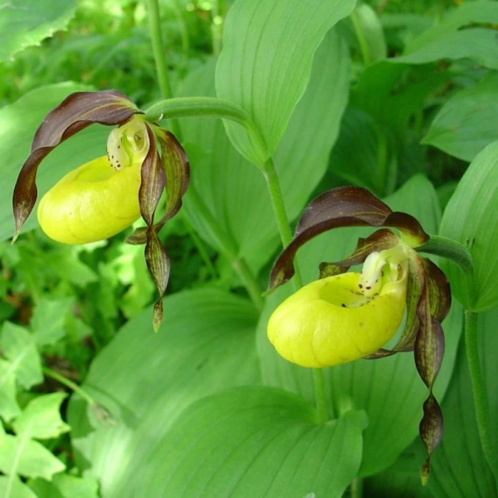 Cypripedium Calceolus - Sabot De Venus 3 Cypripedium Calceolus - Sabot De Venus