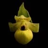 Cypripedium Flavum - Sabot De Vénus Jaune Pâle -Jardin Plantes Boutique Cypripedium flavum 80352 1