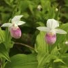 Cypripedium Reginae - Sabot De Venus 1 Cypripedium Reginae - Sabot De Venus -Jardin Plantes Boutique Cypripedium reginae 8159 1