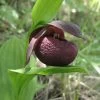 Cypripedium Smithii - Sabot De Vénus Rouge Pourpre 2 Cypripedium Smithii - Sabot De Vénus Rouge Pourpre -Jardin Plantes Boutique Cypripedium smithii 80349 1