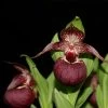 Cypripedium Tibeticum - Sabot De Vénus Rouge Pourpre 2 Cypripedium Tibeticum - Sabot De Vénus Rouge Pourpre -Jardin Plantes Boutique Cypripedium tibeticum 80350 1