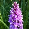 Dactylorhiza Maculata, Orchis Tacheté - Orchidée Terrestre Et Vivace 1 Dactylorhiza Maculata, Orchis Tacheté - Orchidée Terrestre Et Vivace -Jardin Plantes Boutique Dactylorhiza maculata 8161 1